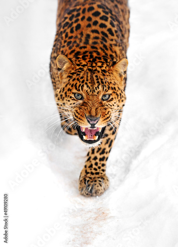 Obraz na płótnie Leopard w salonie