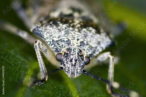 bug black white speckled © Andy Nowack