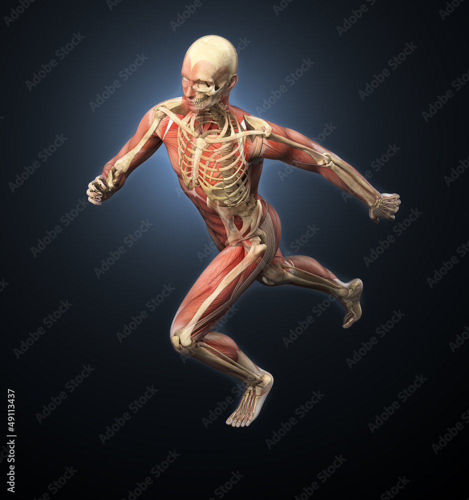 Sport anatomy - runner Sport anatomy - runner