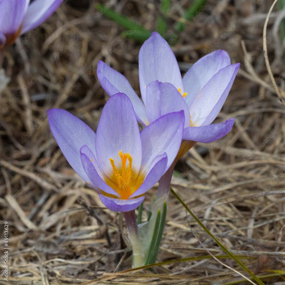 Fototapeta premium small violet crocus