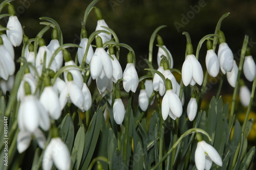 Spring Snowdrops