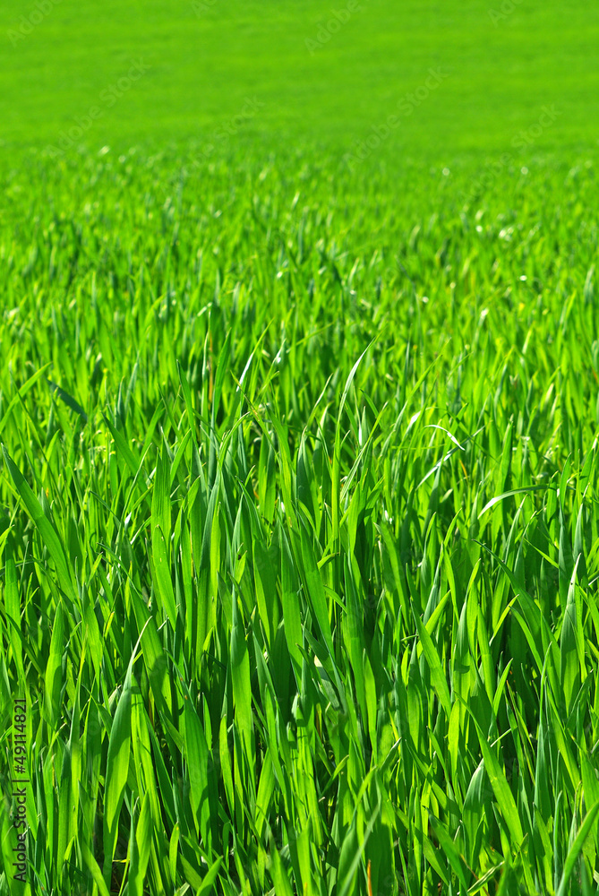 seamless tileable green grass meadow seamless tileable green grass meadow