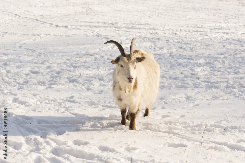 Obraz premium goat in the snow