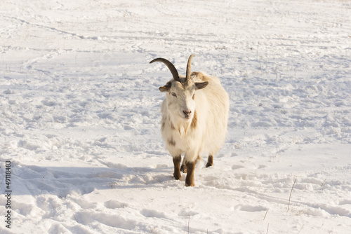 goat in the snow