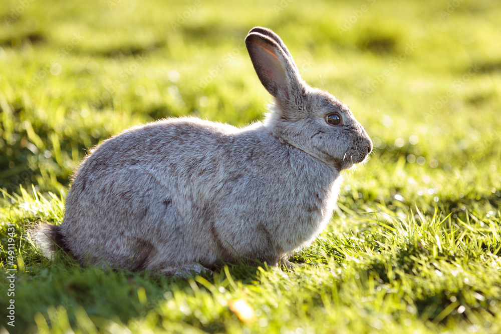 Easter rabbit on fresh green grass Easter rabbit on fresh green grass