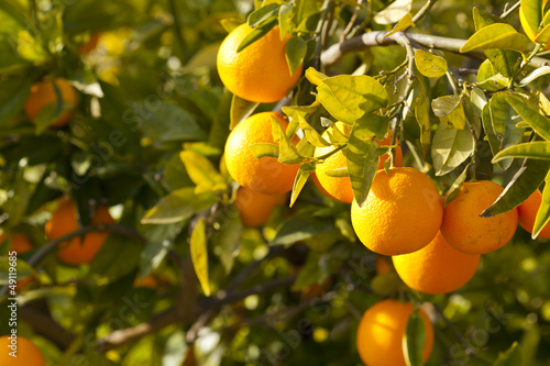 Obraz na plátne Valencia orange trees