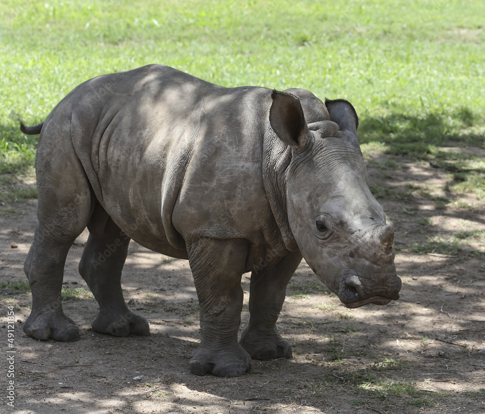 Obraz premium Rhino Calf