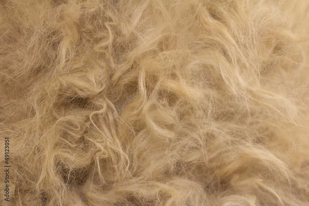 Obraz premium Animal fur texture background