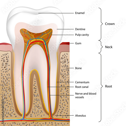 tooth vector illustration english description 1 of 5