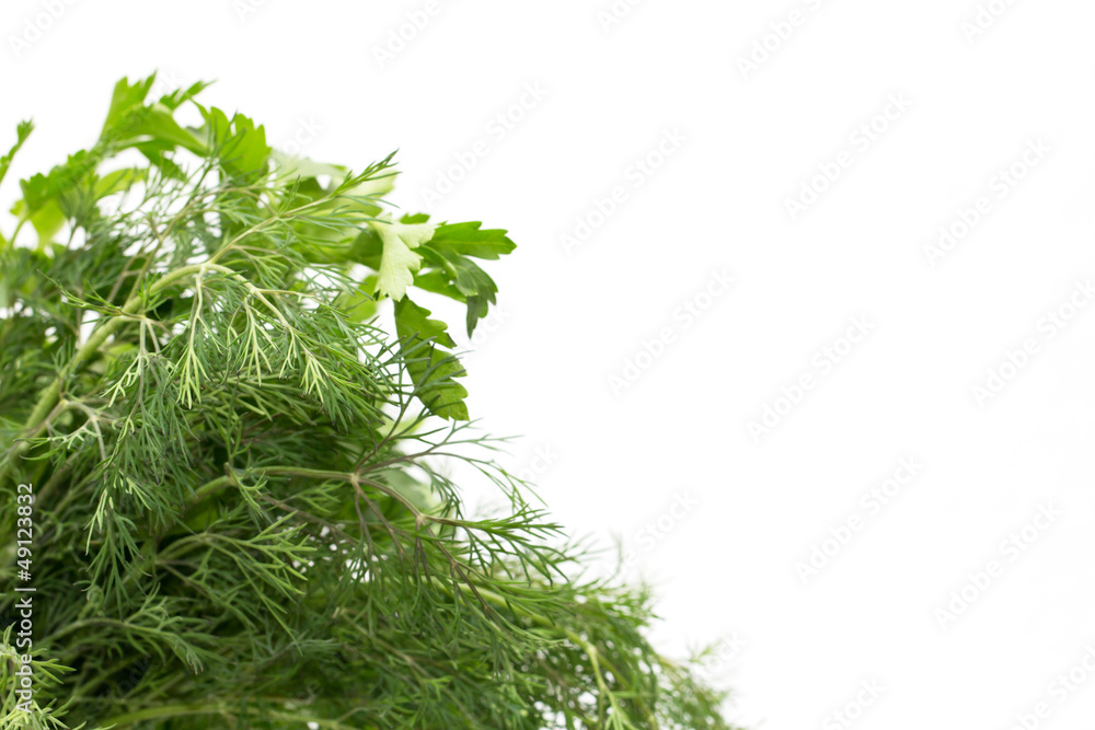Fototapeta premium parsley and dill on a white background. macro