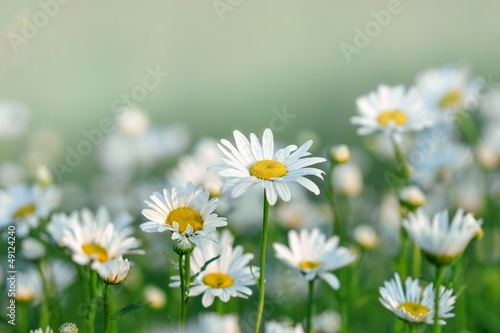 Spring Daisy in the meadow © PhotoIris2021