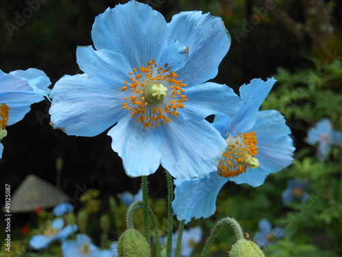 Fototapeta Naklejka Na Ścianę i Meble -  Blue Poppy