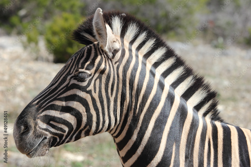 Juvenile Zebra Juvenile Zebra