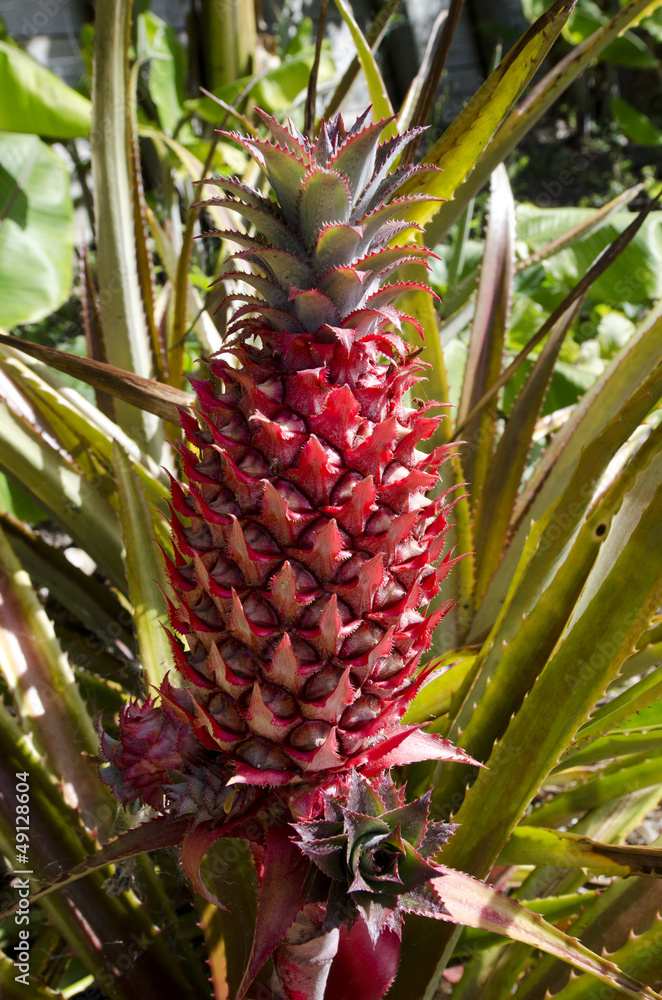 Fototapeta premium Pineapple