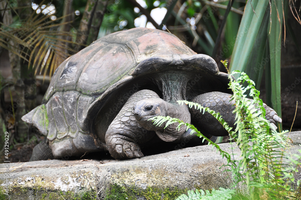 Fototapeta premium Giant turtle