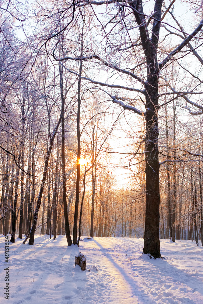 The snow-covered forest in sunny day. The snow-covered forest in sunny day.