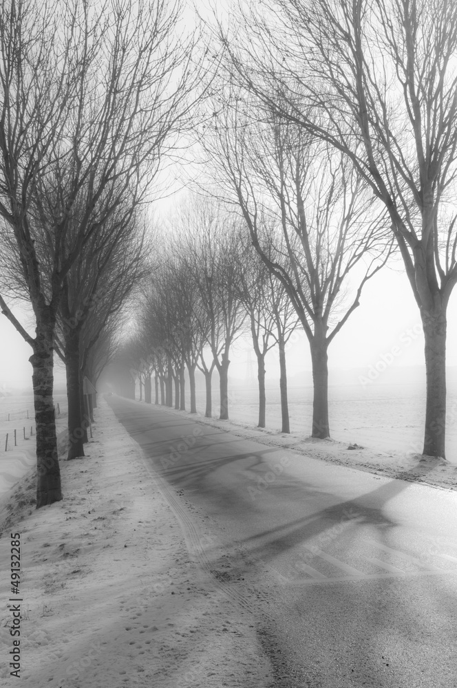 Tall bare trees besides a country road in winter Tall bare trees besides a country road in winter