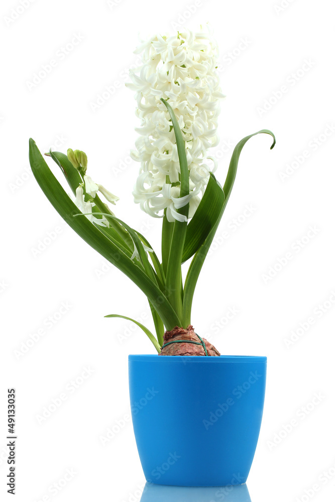 beautiful white hyacinth in blue flowerpot isolated on white beautiful white hyacinth in blue flowerpot isolated on white