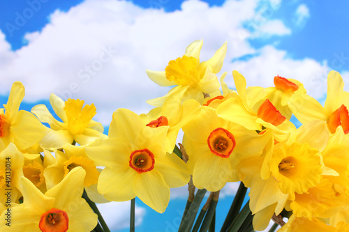 Fototapeta Naklejka Na Ścianę i Meble -  beautiful yellow daffodils  on blue sky background