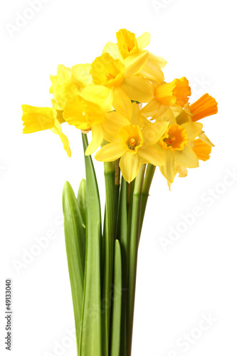 Fototapeta Naklejka Na Ścianę i Meble -  beautiful yellow daffodils isolated on white