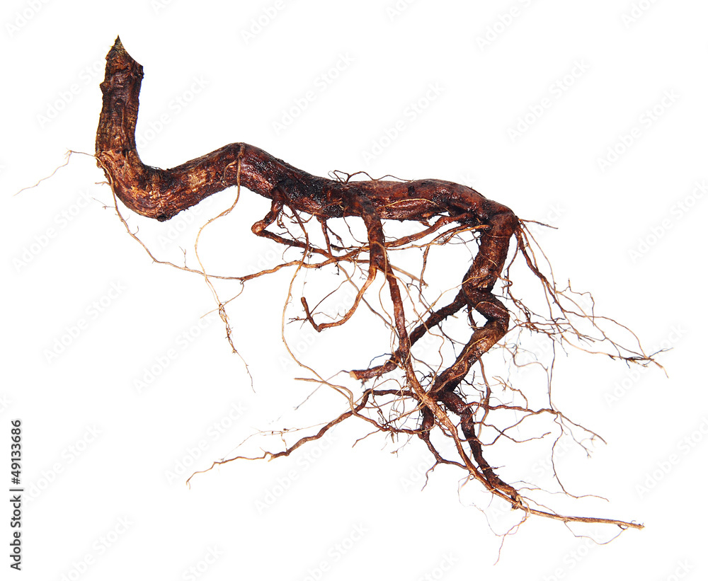 Obraz premium Roots tree isolated