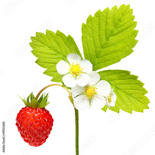Wild strawberry  macro isolated on white