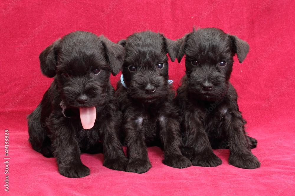 Miniature Schnauzer puppies Miniature Schnauzer puppies