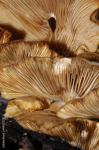 bracket fungus
