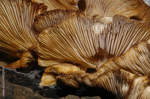 bracket fungus 2