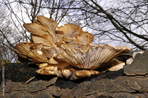 Φωτογραφία bracket fungus 4