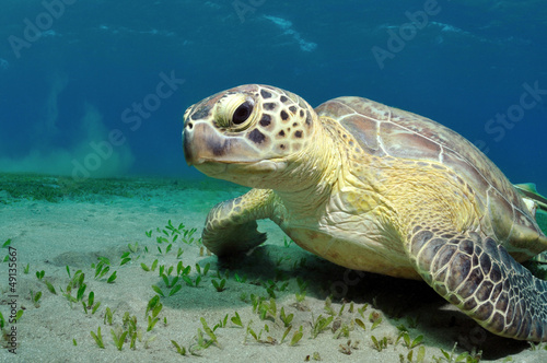 sea turtle © Oksana