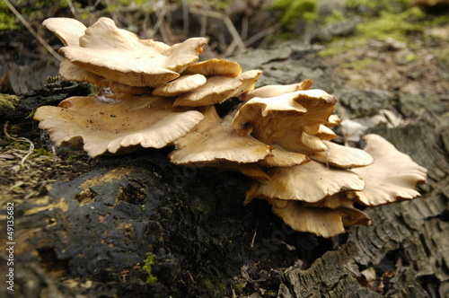bracket fungus on log