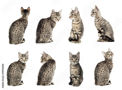 Fototapeta Naklejka Na Ścianę i Meble -  Collage of Little gray cat in different positions isolated 