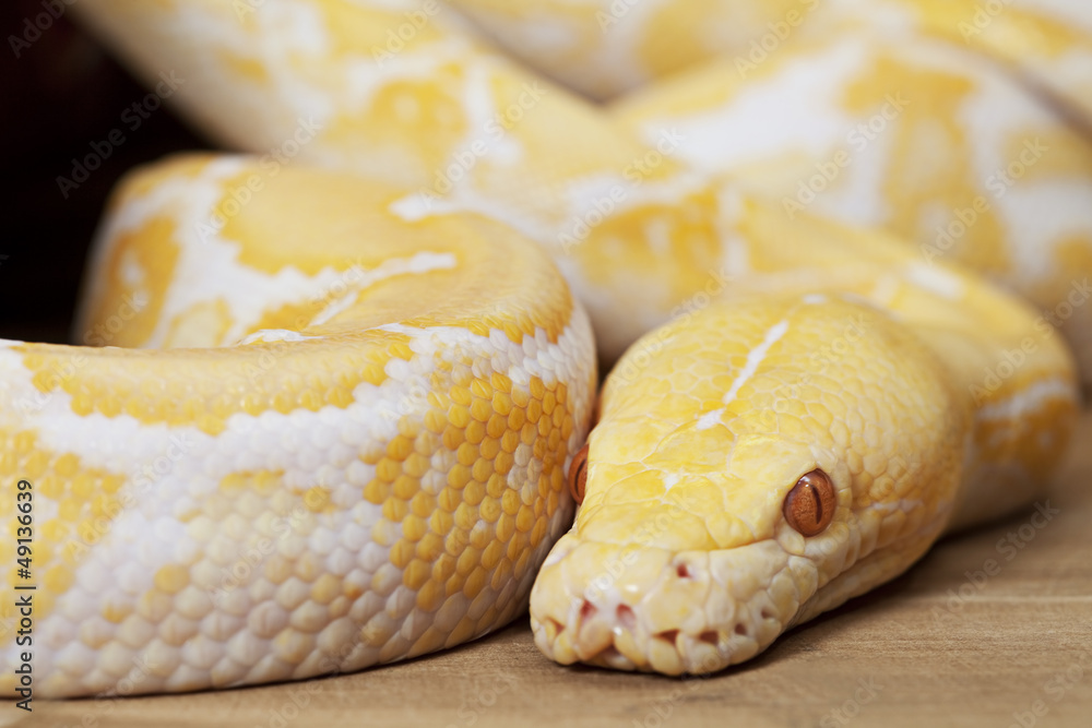 Lavender Tiger Albino Python Lavender Tiger Albino Python