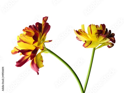 ornamental tulips