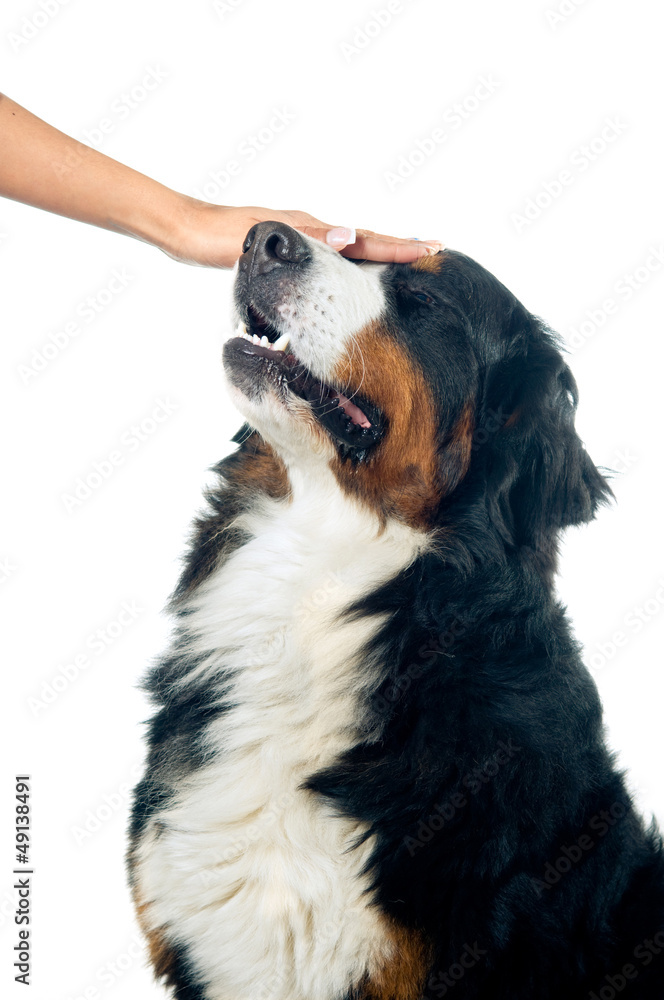 Petting the dog