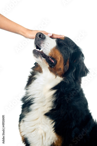Fototapeta Naklejka Na Ścianę i Meble -  Petting the dog