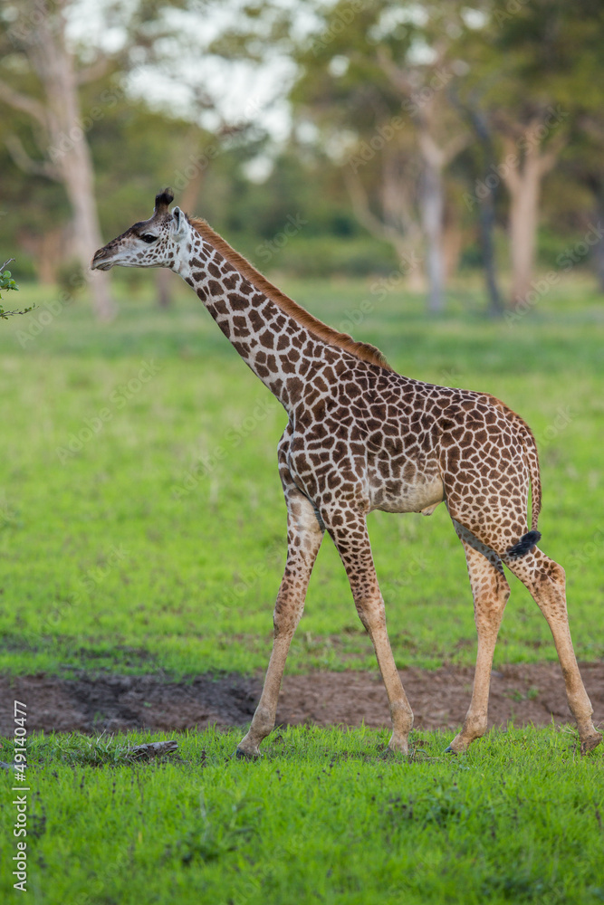 Obraz premium Giraffe in Africa, Zambia