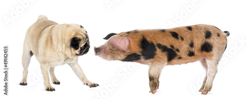 Oxford Sandy and Black piglet, 9 weeks old, sniffing a pug
