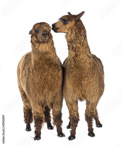 Alpaca whispering at another Alpaca's ear © Eric Isselée