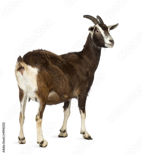 Rear view of a Toggenburg goat looking away
