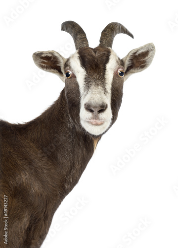Close-up of a Toggenburg goat looking at camera