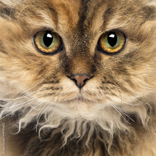 Close-up of a Selkirk Rex, 5 months old, looking at camera