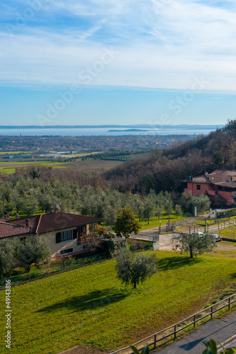 desenzano, italy. (olives fields)