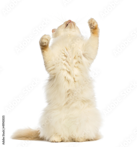 Birman standing on hind legs and reaching