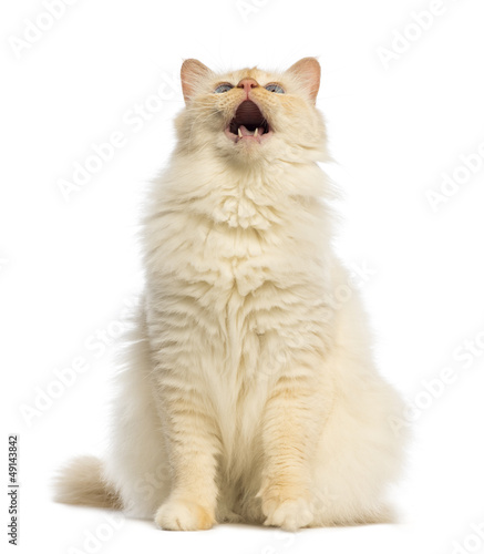 Fototapeta Naklejka Na Ścianę i Meble -  Birman sitting, looking up and meowing