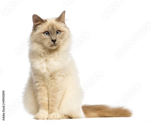 Fototapeta Naklejka Na Ścianę i Meble -  Birman sitting an looking away