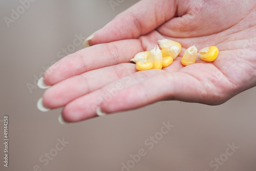 Corn on the hand
