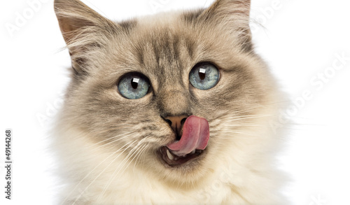 Fototapeta Naklejka Na Ścianę i Meble -  Close-up of a Birman licking
