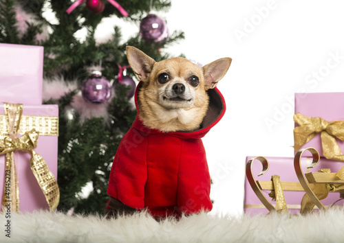Chihuahua sitting and wearing a Christmas suit